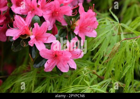 Rhododendron 'Hinode giri' in fiore Foto Stock