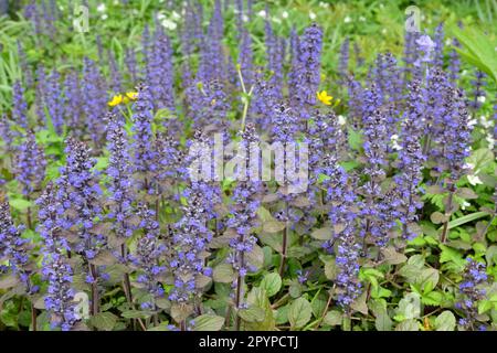 Ajuga reptans bugleweed 'Braunherz' in fiore. Foto Stock