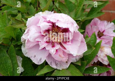 Paeonia suffruticosa 'LAN Bao shi' in fiore. Foto Stock