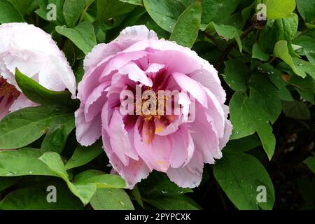 Paeonia suffruticosa 'LAN Bao shi' in fiore. Foto Stock