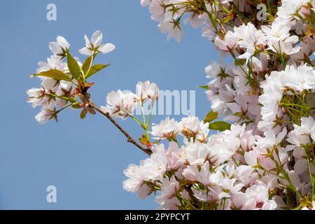 Fiore, Prunus serrulata 'Amanogawa' Cherry flagpole Foto Stock