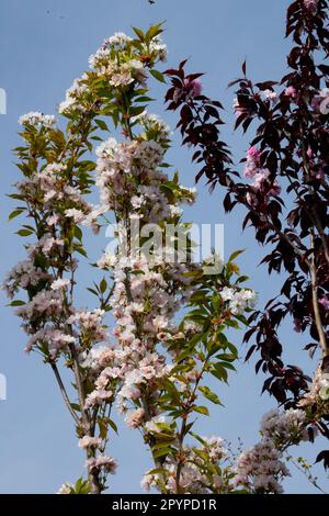 Flagpole Cherry, Prunus 'Amanogawa', Prunus 'Royal Burgundy' Foto Stock