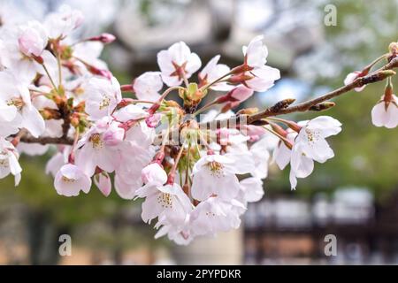 Kyoto, Giappone - Aprile 1st 2019; fioritura dei ciliegi del tempio di Chion-in Foto Stock