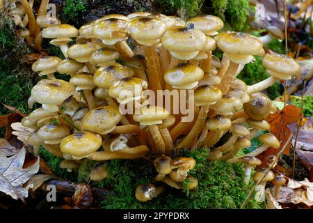 Fungus di Miele immaturo - Armillaria mellea su tronco coperto di muschio Foto Stock