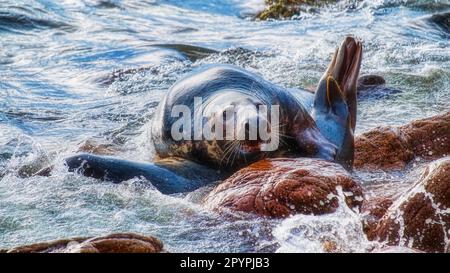 Accoppiamento della guarnizione grigio Bull Foto Stock