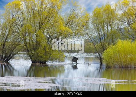 Una fotografia di paesaggio os alberi di salice gialli che si trovano in un campo allagato e un piccolo lago nel nord dell'Idaho. Foto Stock