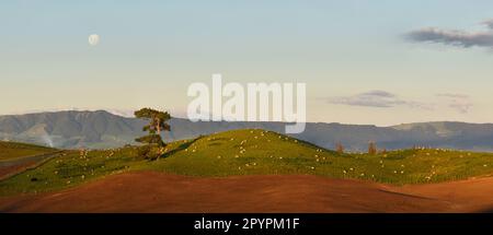 Panorama preso subito dopo il tramonto sulle colline del Distretto Matamata-Piako in Nuova Zelanda con un unico albero in primo piano e pecore al pascolo Foto Stock
