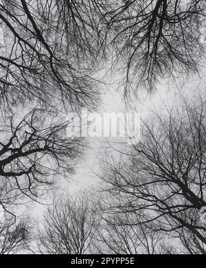 Vista a basso angolo della foresta di faggi senza fronde all'inizio della primavera. Foto in bianco e nero Foto Stock