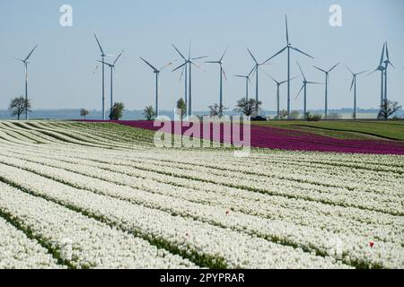 Magdeburgo, Germania. 3rd maggio, 2023. Campi di tulipani sono in fiore a Schwaneberg vicino a Magdeburgo i più grandi campi di tulipani della Germania vicino al villaggio di Schwaneberg, 15 chilometri da Magdeburgo, Sassonia-Anhalt, attirano residenti locali e turisti ogni anno a fine aprile e all'inizio di maggio. I campi appartengono all'azienda a conduzione familiare Degenhardt-Sellmann, uno dei maggiori produttori di tulipani in Germania. (Credit Image: © Yauhen Yerchak/SOPA Images via ZUMA Press Wire) SOLO PER USO EDITORIALE! Non per USO commerciale! Foto Stock