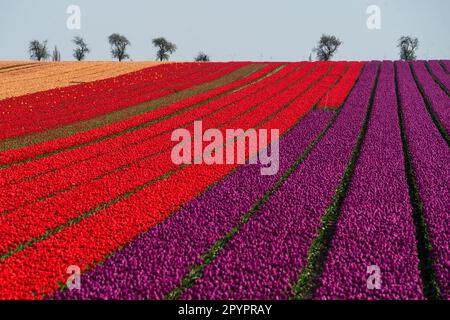 Magdeburgo, Germania. 3rd maggio, 2023. Campi di tulipani sono in fiore a Schwaneberg vicino a Magdeburgo i più grandi campi di tulipani della Germania vicino al villaggio di Schwaneberg, 15 chilometri da Magdeburgo, Sassonia-Anhalt, attirano residenti locali e turisti ogni anno a fine aprile e all'inizio di maggio. I campi appartengono all'azienda a conduzione familiare Degenhardt-Sellmann, uno dei maggiori produttori di tulipani in Germania. (Credit Image: © Yauhen Yerchak/SOPA Images via ZUMA Press Wire) SOLO PER USO EDITORIALE! Non per USO commerciale! Foto Stock