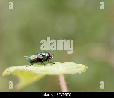 La bottiglia verde comune volare, blowfly, con brillante verde, blu e oro metallico colorazione. Foto Stock