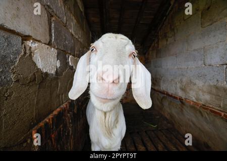 Una capra bianca si trova in un ambiente confinato, incorniciato da pareti di mattoni Foto Stock