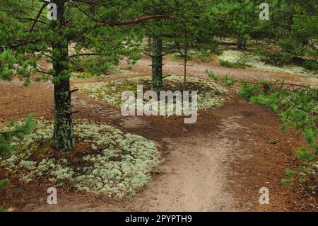 Vegetazione nella foresta intorno a Yyteri Beach Area Finlandia in un giorno d'estate overcast Foto Stock