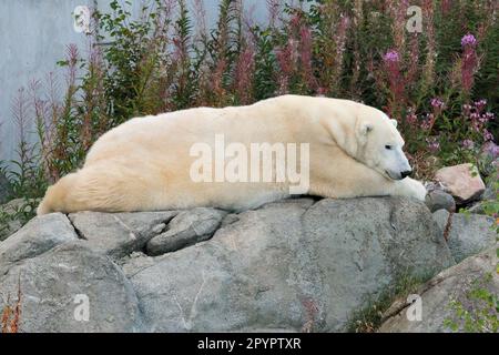 L'orso polare pigro riposa su Una roccia nello zoo di Ranua Finlandia in Una bella giornata estiva di sole Foto Stock