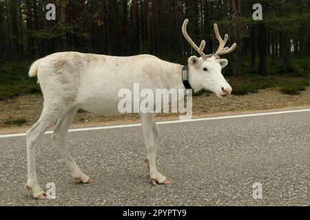 Cervo bianco su un'autostrada in Finlandia in una giornata estiva Foto Stock