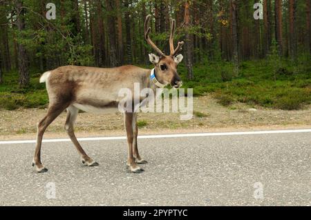 Brown Deer su un'autostrada in Finlandia in una giornata estiva Foto Stock