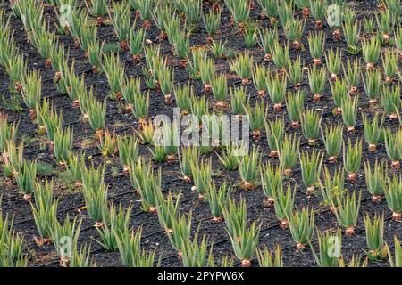 Aloe vera piantagioni sull'isola di Fuerteventura, Isole Canarie, Spagna Foto Stock