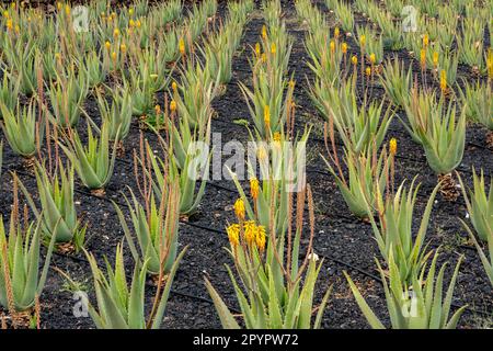 Aloe vera piantagioni sull'isola di Fuerteventura, Isole Canarie, Spagna Foto Stock