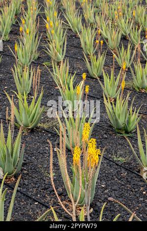 Aloe vera piantagioni sull'isola di Fuerteventura, Isole Canarie, Spagna Foto Stock