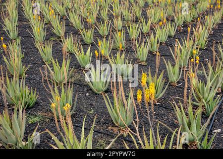 Aloe vera piantagioni sull'isola di Fuerteventura, Isole Canarie, Spagna Foto Stock