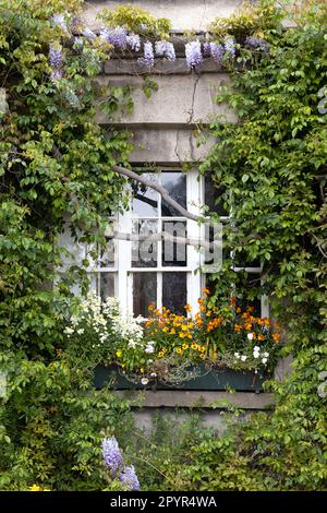 Una finestra in un vecchio edificio circondato da glicine, viti e altri fiori, a Dublino, Irlanda. Foto Stock