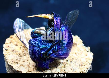 Campione di cucù Wasp trovato morto e girato a 1,4 macro con 29 immagini impilate a F25 2 secondi di otturatore Foto Stock