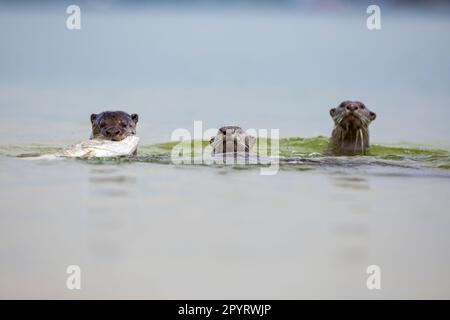 Lontra rivestita liscia che trasporta un Barramundi appena pescato in mare insieme a due membri della famiglia sulla costa di Singapore Foto Stock