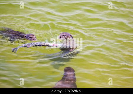 Lontra rivestita liscia mangiare un Barramundi nel mare lungo la costa di Singapore, mentre due membri della famiglia dare uno sguardo più da vicino Foto Stock