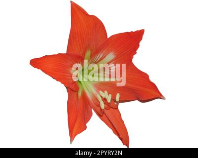 Barbados a strisce giglio isolato su bianco. Hippeastrum striatum Foto Stock