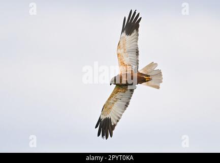 Sieversdorf, Germania. 02nd maggio, 2023. Un arrier paludoso (Circus aeruginosus) vola vicino su un campo in cerca di preda. Il modello di volo del corriere palustre è solitamente molto piatto e swooping sopra il terreno con una forma a V. Questo è come mantiene un'attenzione per le prede come piccoli mammiferi e insetti. Credit: Patrick Pleul/dpa/Alamy Live News Foto Stock