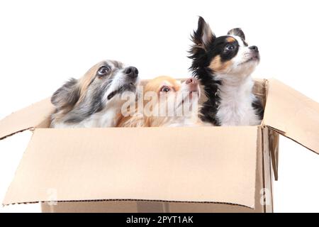 tre chihuahua nella scatola di carta isolato su sfondo bianco Foto Stock