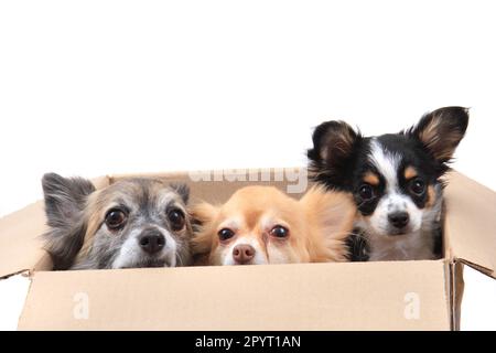 tre chihuahua nella scatola di carta isolato su sfondo bianco Foto Stock