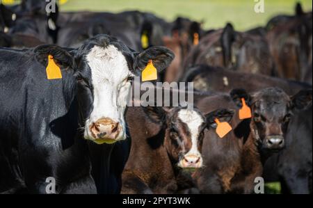 Black baldy mucca crossbred guardando la macchina fotografica con vitelli e il resto della mandria dietro di lei fuori fuoco. Foto Stock