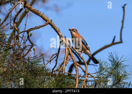 La gialle eurasiatica (Garrulus glandarius) su un ramo d'albero in primavera, uccello passerino nella famiglia Corvidae. Foto Stock