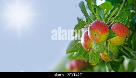 Raggiungete e sperimentate la bontà delle nature. Mele rosse mature su un albero di mele in un frutteto. Foto Stock