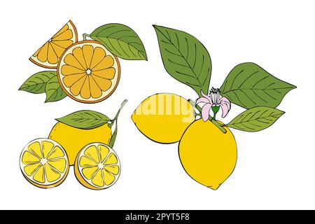 Collezione Citrus contorno colorazione disegno a mano, arancia e limone, rametto con frutta e foglie, fiore. Illustrazione vettoriale Illustrazione Vettoriale