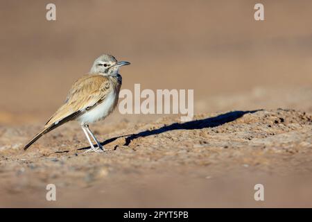 Il più grande hoopoe-lark (Alaemon alaupes) arroccato sul terreno Foto Stock