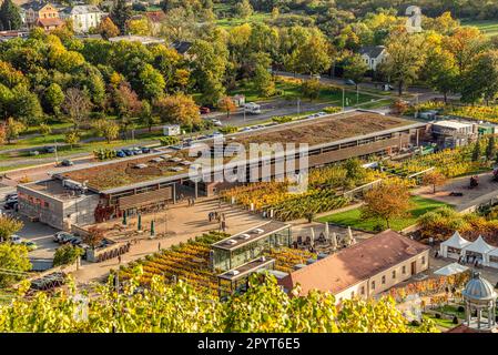 Sala di vendita del vigneto statale sassone Schloss Wackerbarth a Radebeul vicino a Dresda, Sassonia, Germania Foto Stock