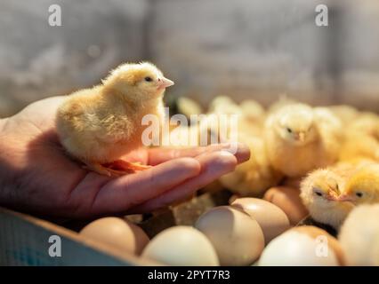 Carino pulcino neonato in piedi sul palmo del contadino in incubatore in fattoria Foto Stock