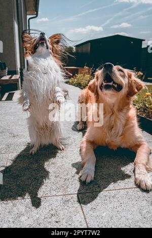 ' cani nel cortile in attesa di un trattamento Foto Stock