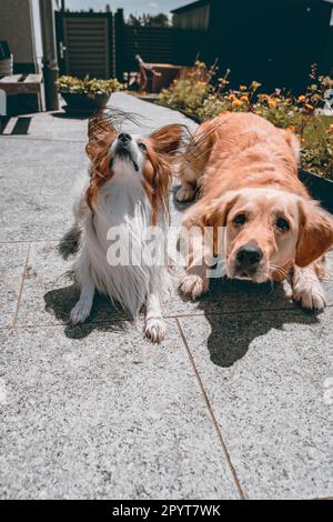 2 amici cani nel cortile Foto Stock