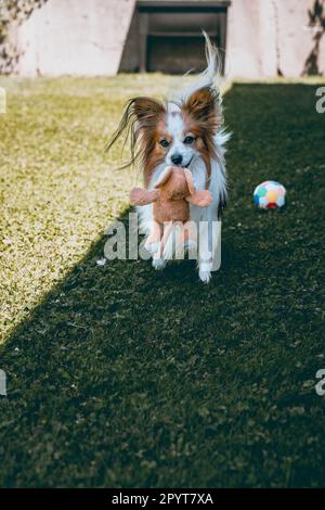 Cane che gioca fuori nel cortile Foto Stock