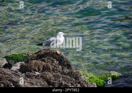 seagull sorge sulle rocce sul lato del fiume Foto Stock