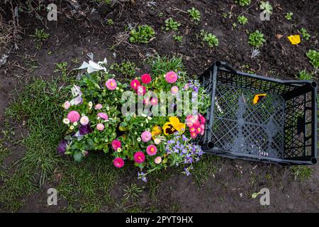 Fiori perenni in un cesto, pronti per il trapianto in un letto di fiori in primavera. fiori da giardino in un cortile ben tenuto. Foto Stock