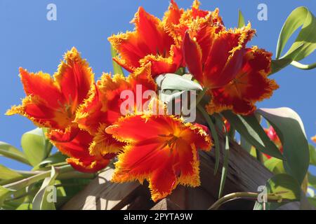 colorato rosso giallo frange tulipani fabio contro il cielo blu Foto Stock