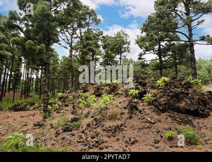 Bellissimo paesaggio di pini canari con colline ricoperte di vegetazione verde e arbusti nelle montagne di la Palma, Isole Canarie, Spagna. Foto Stock