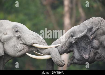 Le immagini mostrano due storditi tuskers che avvolgono i loro tronchi intorno agli altri, solidificando il loro legame. Assam, India: ADORABILI immagini di due e asiatiche selvatiche Foto Stock