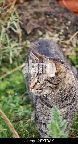 Un primo piano verticale di un gatto tabby guarda curiosamente in lontananza, camminando su erba verde Foto Stock