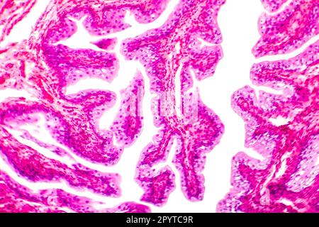 Tessuto epiteliale transitorio della vescica urinaria al microscopio, micrografia leggera, colorazione con ematossilina eosina Foto Stock