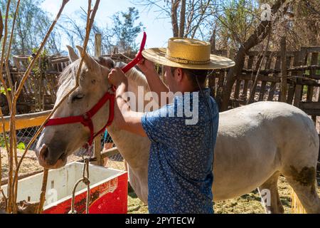 Giovane cavaliere cileno che prepara cavalli bianchi al ranch di Colina, Cile Foto Stock